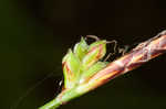 Fibrousroot sedge